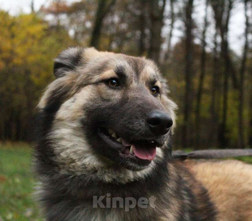 Собаки в Москве: Баста Девочка, Бесплатно - фото 6