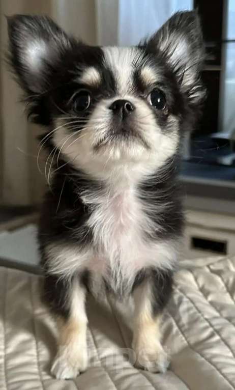 Собаки в Ростове-на-Дону: Девочка чихуахуа Девочка, 50 000 руб. - фото 4