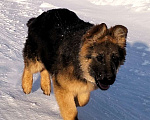 Собаки в других городах Красноярского края: щенки немецкой овчарки длинники Девочка, 45 000 руб. - фото 8