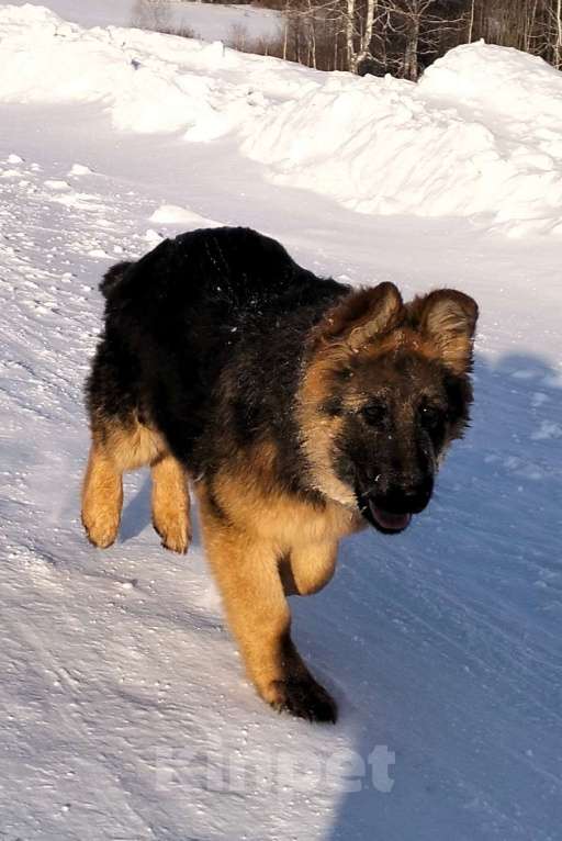 Собаки в других городах Красноярского края: щенки немецкой овчарки длинники Девочка, 45 000 руб. - фото 8