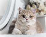 Кошки в Владивостоке: Британский Котёнок. Девочка драгоценного окраса Девочка, 60 000 руб. - фото 3