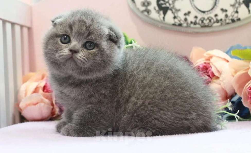 Кошки в Москве: Малыши с документами ! Плюшевые котята Мальчик, 20 000 руб. - фото 3