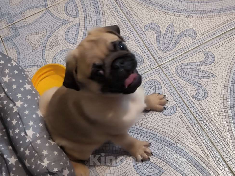Собаки в Ульяновске: Щенок Мопса Мальчик, 29 000 руб. - фото 6
