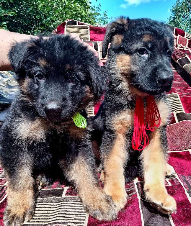 Собаки в Кинешме: Щенки немецкой овчарки( кобели)  Мальчик, 20 000 руб. - фото 3