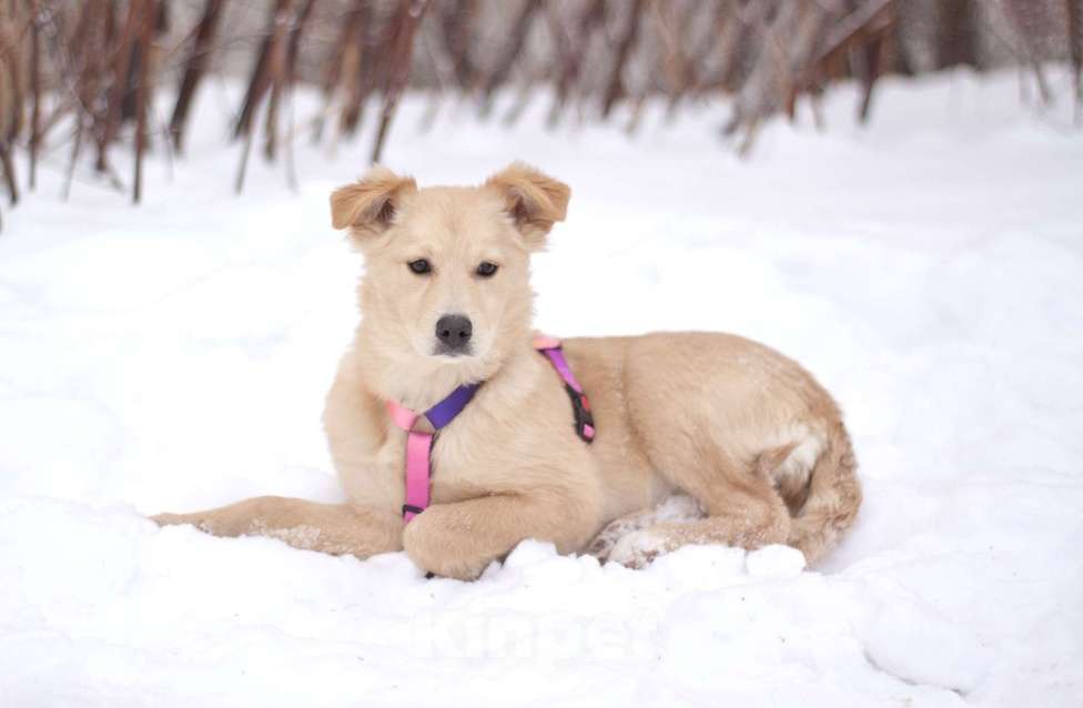 Собаки в Москве: Пушистая нежная Дори в добрые руки Девочка, Бесплатно - фото 3