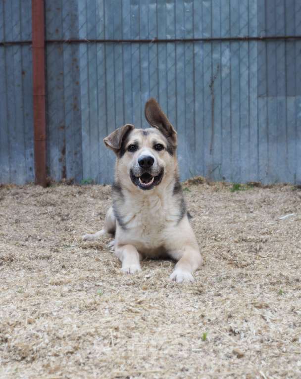 Собаки в Люберцах: Ищет дом чудесный Малыш Мальчик, Бесплатно - фото 6