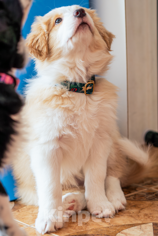 Собаки в Калининграде: Бордер-колли щенок Девочка, 90 000 руб. - фото 3