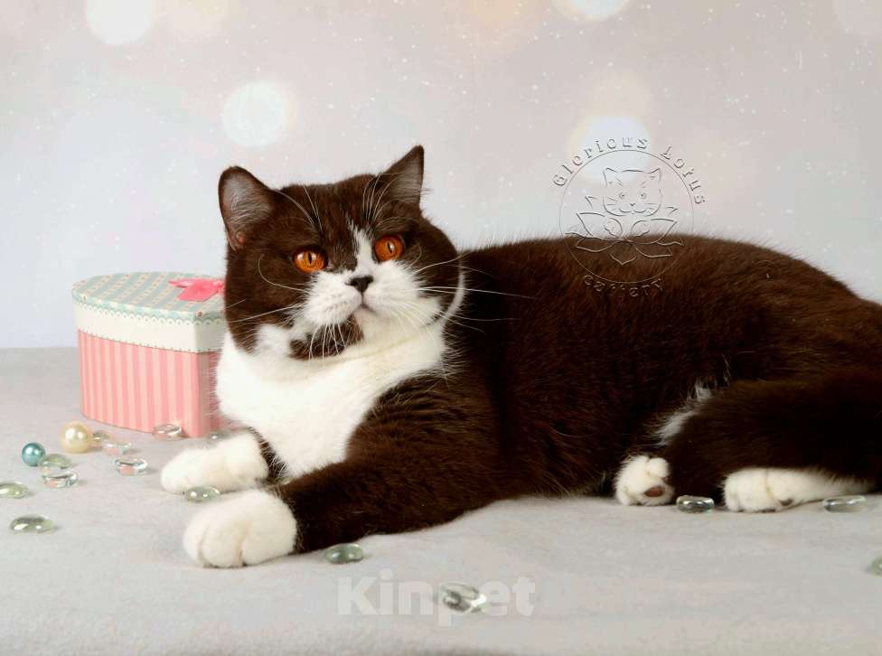 Кошки в Санкт-Петербурге: Британская кошечка с котёнкиной душой - шоколадный биколор Девочка, 6 000 руб. - фото 5