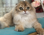 Кошки в Тюмени: Зеленоглазый длинношерстный шотландский лис😊 Мальчик, 25 000 руб. - фото 1