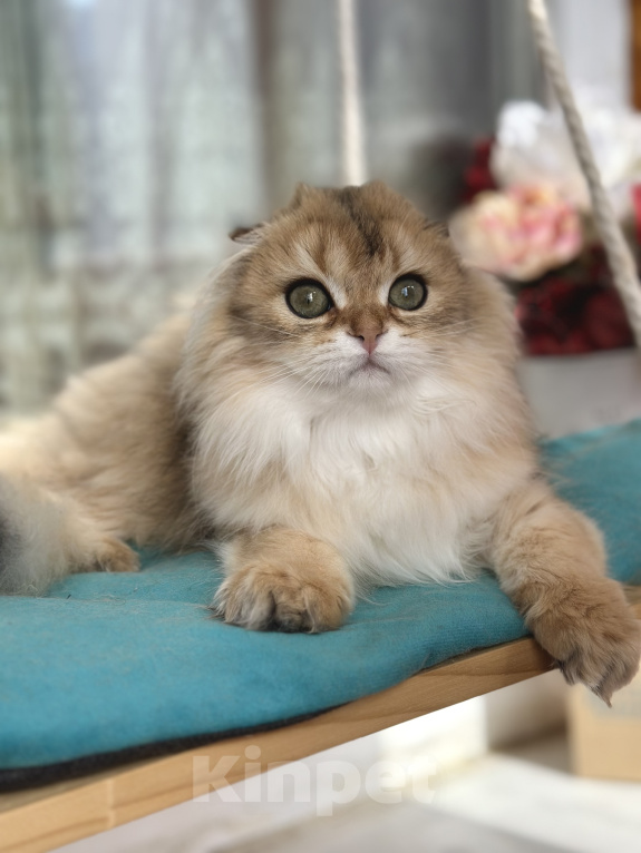 Кошки в Тюмени: Зеленоглазый длинношерстный шотландский лис😊 Мальчик, 25 000 руб. - фото 1