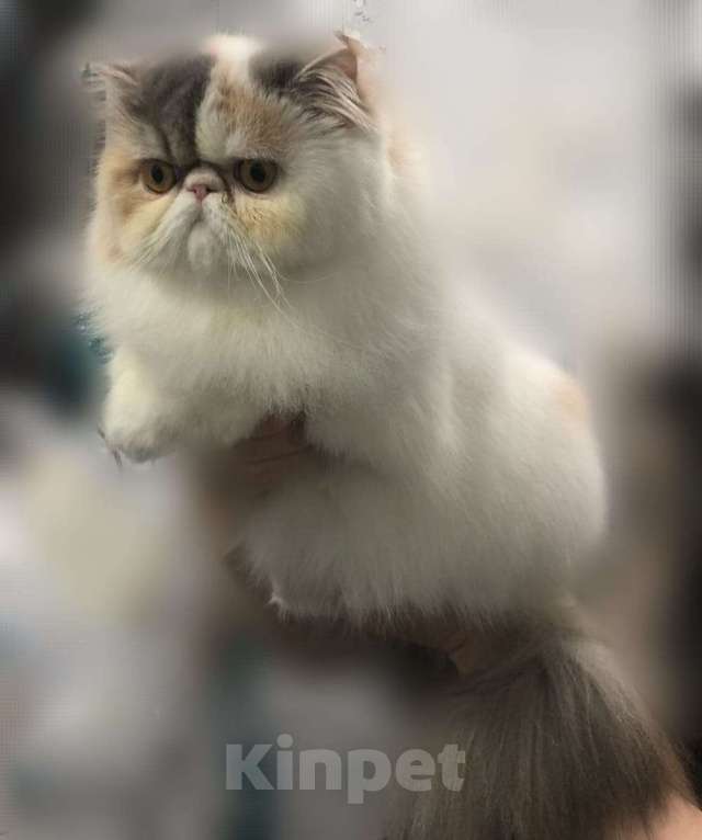 Кошки в Санкт-Петербурге: Продаю элитного белого персидского котенка мальчика Мальчик, Бесплатно - фото 5