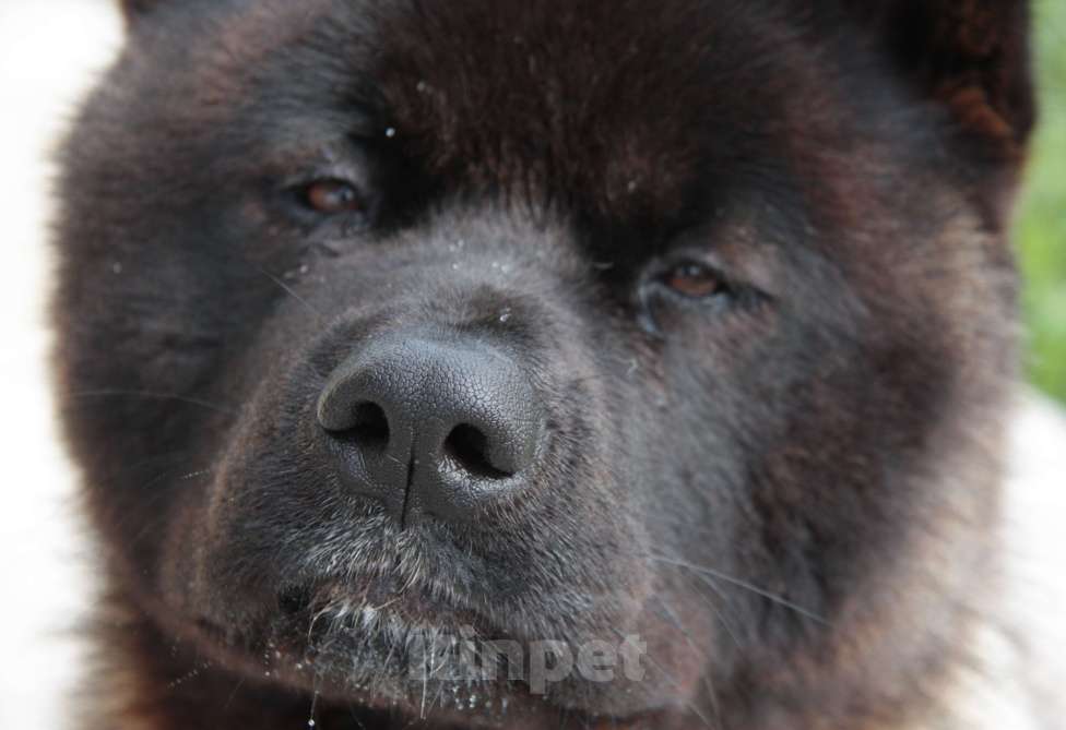 Собаки в других городах Московской области: Американская акита, вязка Мальчик, 10 000 руб. - фото 3