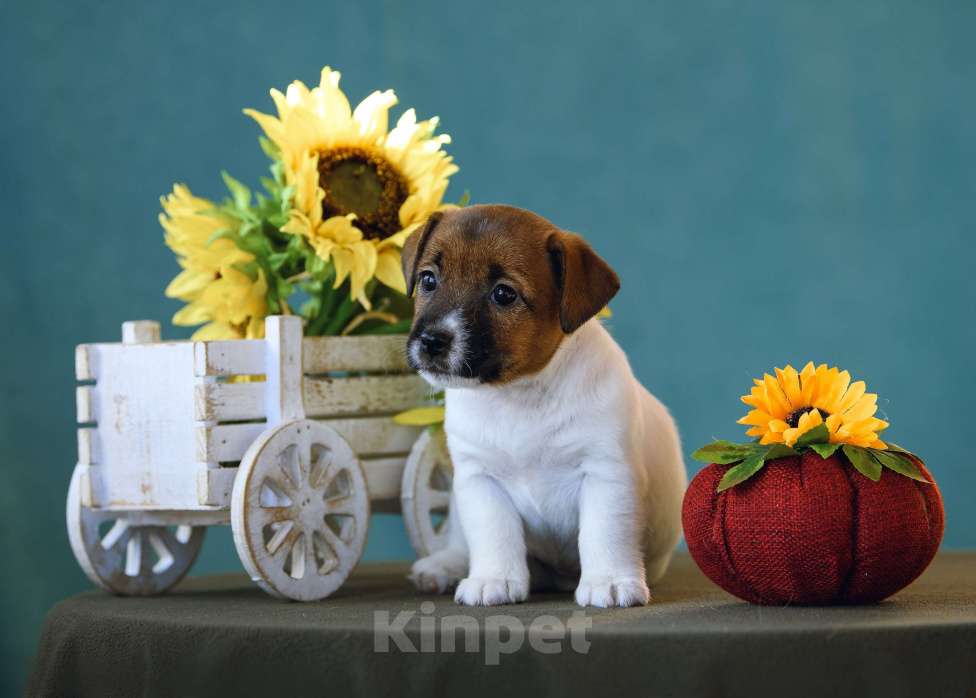 Собаки в Калининграде: Щенок джек рассел терьера Девочка, 58 000 руб. - фото 1
