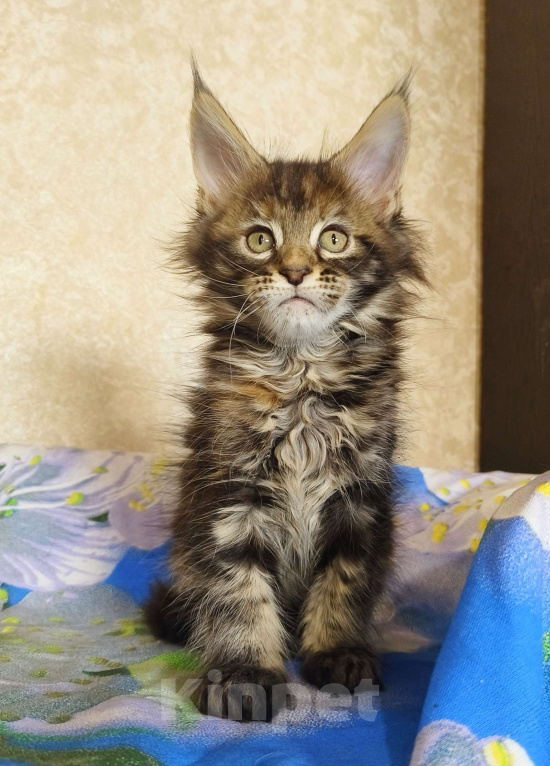 Кошки в Москве: Котёнок Мейн-Кун из питомника Девочка Девочка, 50 000 руб. - фото 6