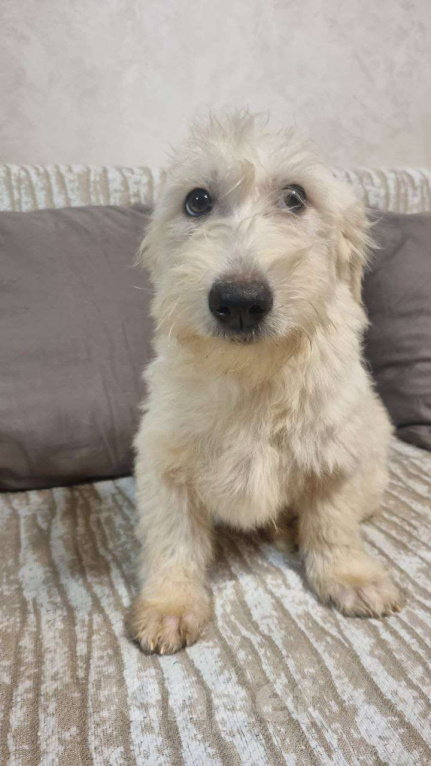 Собаки в Москве: Пшеничная душа в миниатюре Девочка, Бесплатно - фото 4