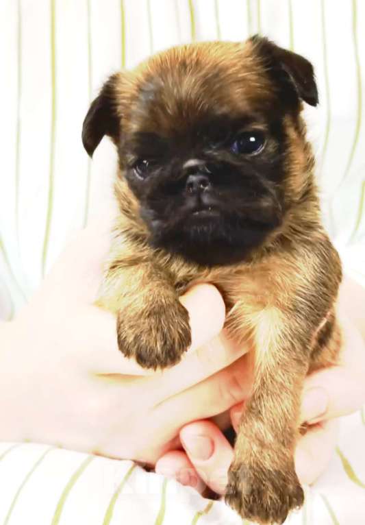 Собаки в Москве: ЛИЛА Девочка, 90 000 руб. - фото 3