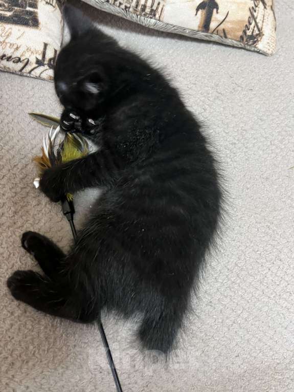 Кошки в Подольске: Котик Бобтейл  Мальчик, 5 000 руб. - фото 10