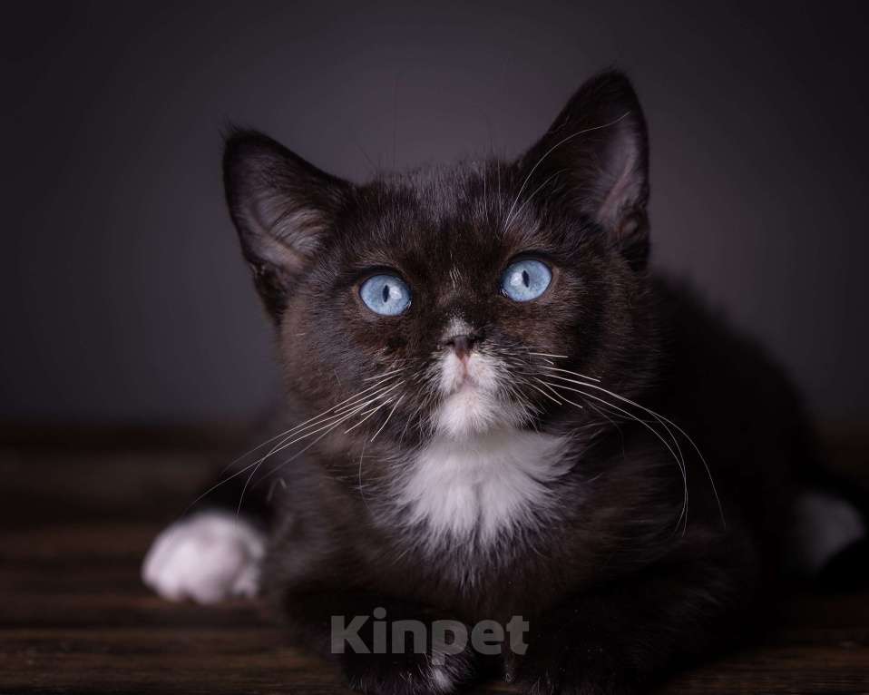 Кошки в Москве: Британский котенок с доминантными голубыми глазами! Мальчик, 50 000 руб. - фото 4