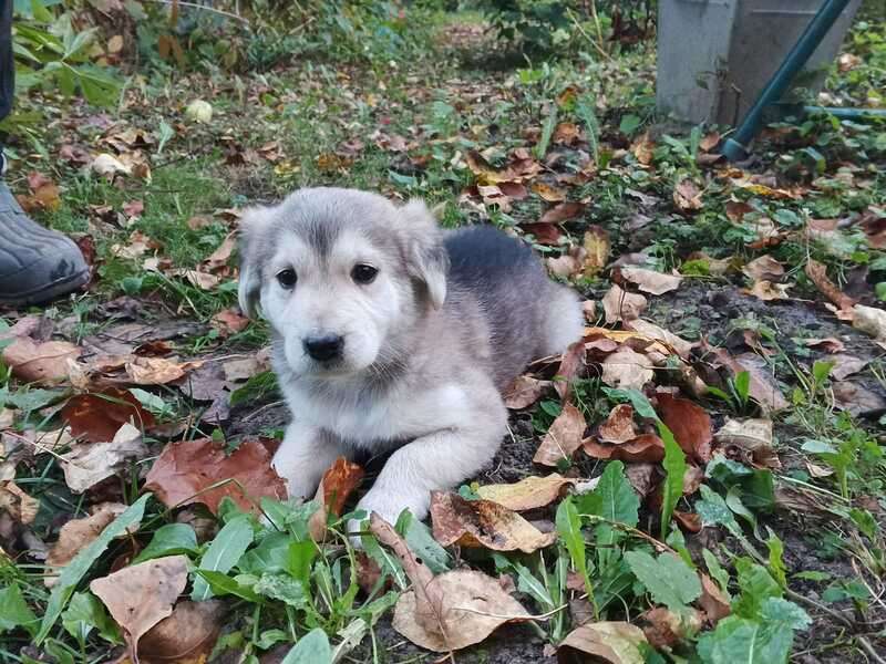 Собаки в Кашире: Щеночки-лапочки ищут дом Девочка, Бесплатно - фото 3