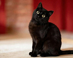 Кошки в Одинцово: Котик-бегемотик даром Мальчик, Бесплатно - фото 2