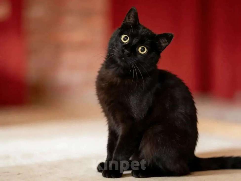 Кошки в Одинцово: Котик-бегемотик даром Мальчик, Бесплатно - фото 2