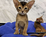 Кошки в Липецке: Продается абиссинский котенок  Мальчик, 60 000 руб. - фото 7