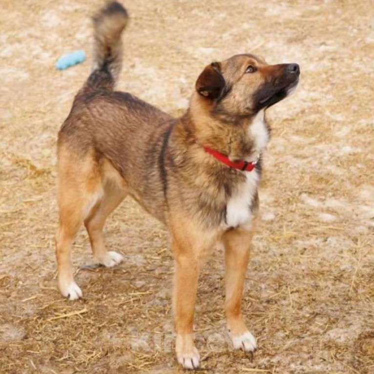 Собаки в Москве: Самый ласковый на свете пёс живёт в вольере Мальчик, Бесплатно - фото 4