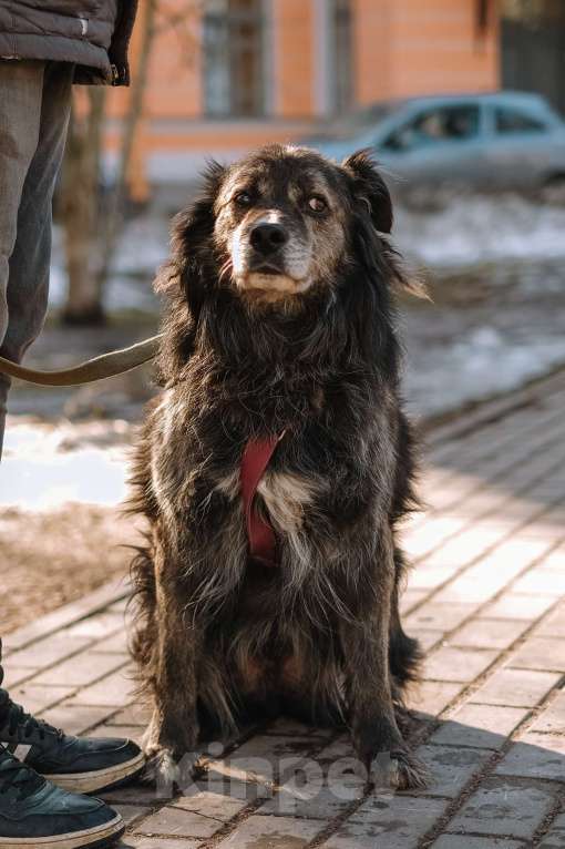 Собаки в Санкт-Петербурге: Карат из приюта в добрые руки Мальчик, Бесплатно - фото 9