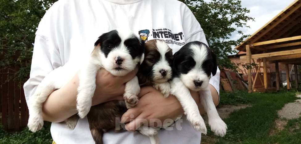 Собаки в Москве: Щенки тибетского терьера  Мальчик, 70 000 руб. - фото 4