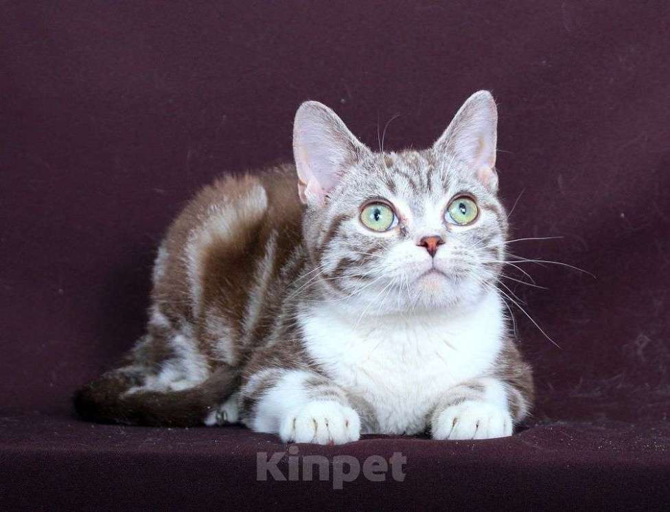 Кошки в Москве: Американский короткошерстный котёнок Мальчик, 60 000 руб. - фото 4