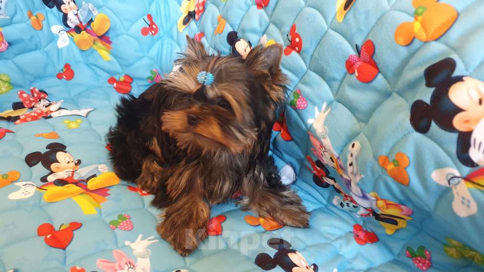 Собаки в Москве: Щенки йоркширского терьера Мальчик, 45 000 руб. - фото 4