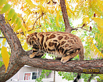 Кошки в Краснодаре: Породистые бенгальские котята от питомника ЮШЕРУС Мальчик, 25 000 руб. - фото 10