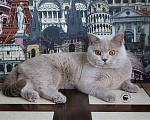 Кошки в Москве: Британский котик Мальчик, 20 000 руб. - фото 2