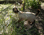 Кошки в Семенове: котик на вязку, 2 000 руб. - фото 1