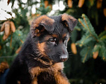 Собаки в Санкт-Петербурге: Щенки немецкой овчарки Мальчик, 50 000 руб. - фото 2