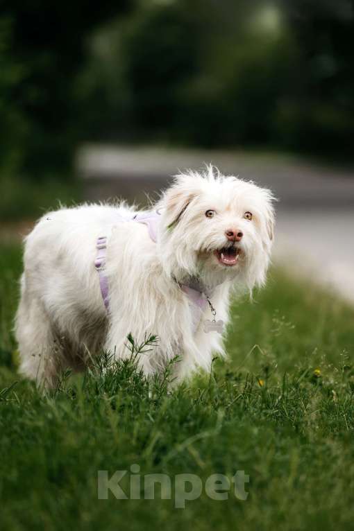 Собаки в Москве: Очаровательный белый пёсик Банди в дар Мальчик, 1 руб. - фото 2