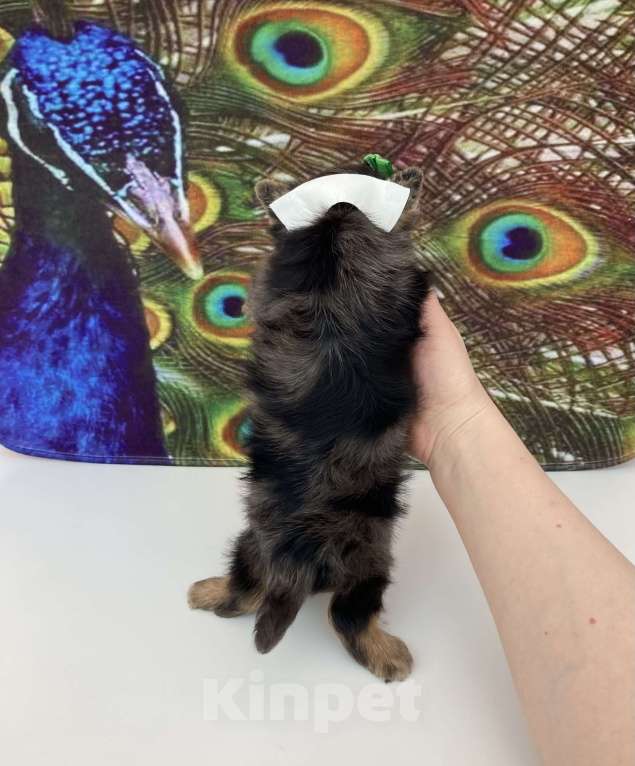 Собаки в Москве: Мраморный йорк крупный мальчик голубоглазый Мальчик, 60 000 руб. - фото 4