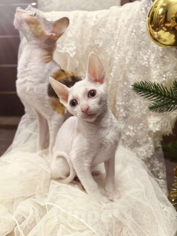 Кошки в других городах Тульской области: Нежный кудрявый ангел - белоснежная, голубоглазая красотка. Девочка, 50 000 руб. - фото 1