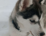 Собаки в Химках: Щенок мини-помски (хаски+шпиц) Мальчик, Бесплатно - фото 5