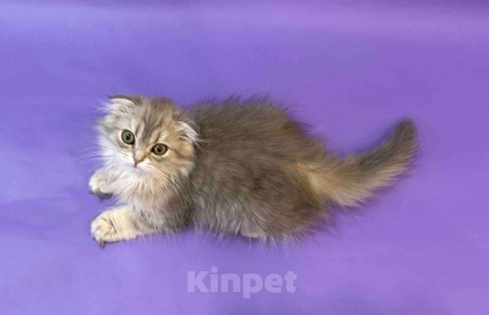 Кошки в Клине: Амадей Мальчик, 20 000 руб. - фото 2