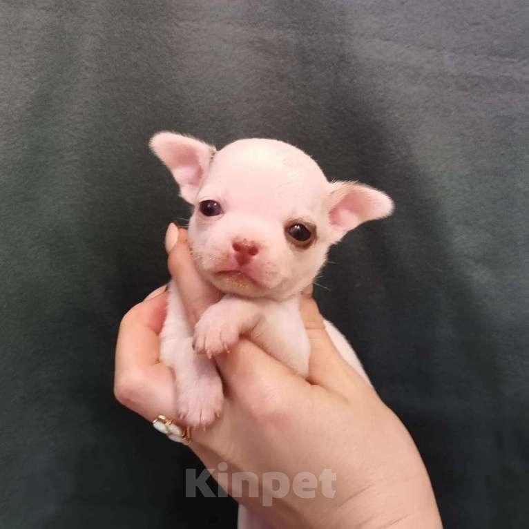 Собаки в Ростове-на-Дону: Микро крошки Чихуахуа Девочка, Бесплатно - фото 5