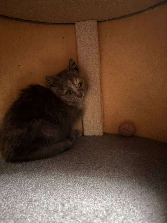 Кошки в Оренбурге: Британский короткошерстный котенок девочка  Девочка, Бесплатно - фото 5