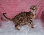 Кошки в Санкт-Петербурге: Бенгальский котенок девочка Девочка, 45 000 руб. - фото 2