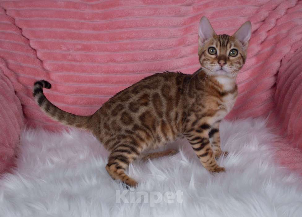 Кошки в Санкт-Петербурге: Бенгальский котенок девочка Девочка, 45 000 руб. - фото 2
