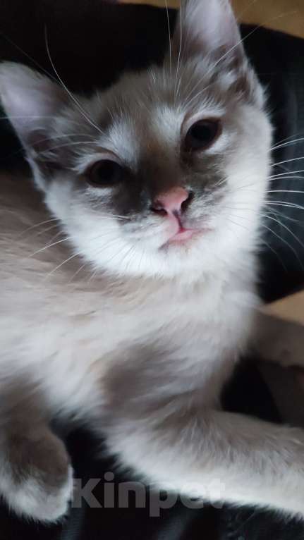 Кошки в Москве: Веселая кошечка Сноу шу Девочка, Бесплатно - фото 5