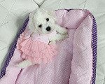 Собаки в Москве: БИШОН ФРИЗЕ чистокровная mini девочка  Девочка, 80 000 руб. - фото 1