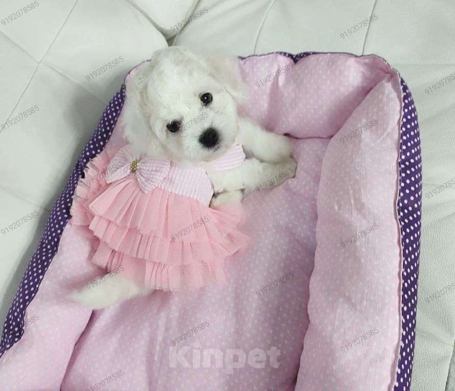 Собаки в Москве: БИШОН ФРИЗЕ чистокровная mini девочка  Девочка, 80 000 руб. - фото 1