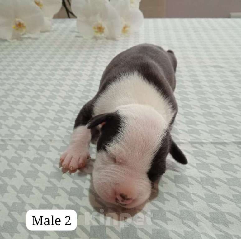 Собаки в Краснодаре: Щенки амстаффа документы РКФ Мальчик, 50 000 руб. - фото 6