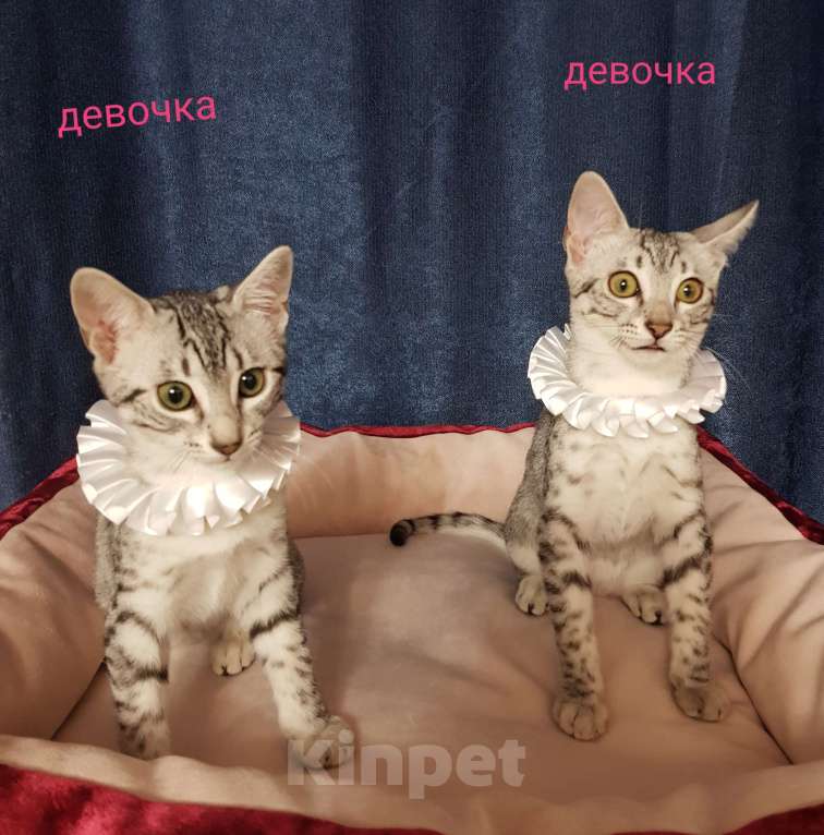 Кошки в Санкт-Петербурге: Кошечка редкой породы Египетская мау  Девочка, Бесплатно - фото 3