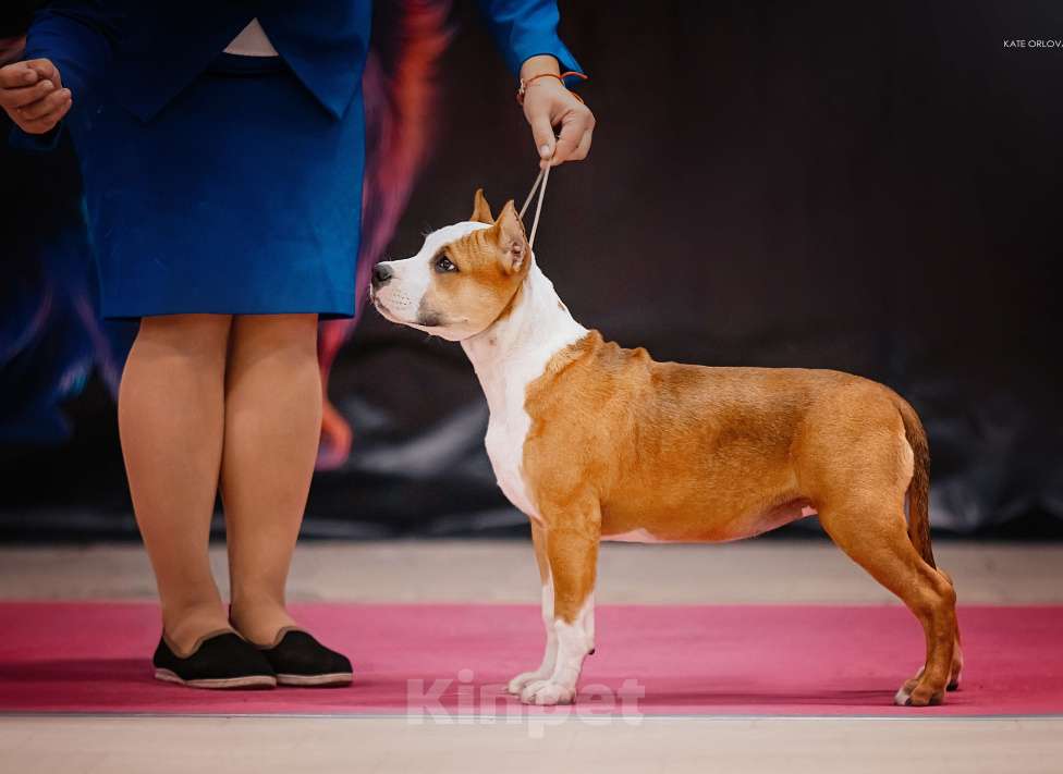 Собаки в Краснодаре: Шикарная девочка амстаффа  Девочка, 90 000 руб. - фото 1